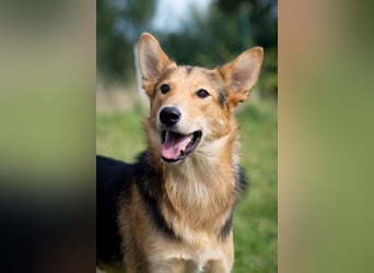 Toller Nordik sucht liebevolles Zuhause