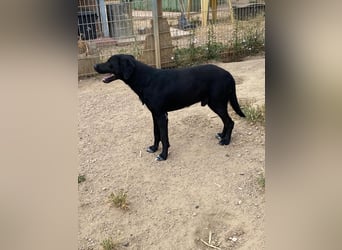 Furio - liebenswerter Rüde sucht seine Familie