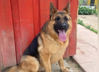 Acab - aufgeschlossener, arbeitswilliger Junghund sucht sein zu Hause