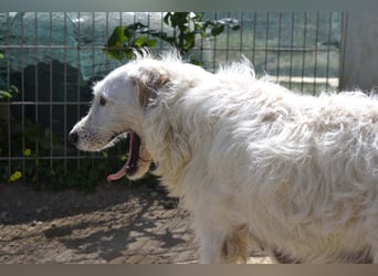 Falala  - eine tolle Hundemama sucht ihr Körbchen