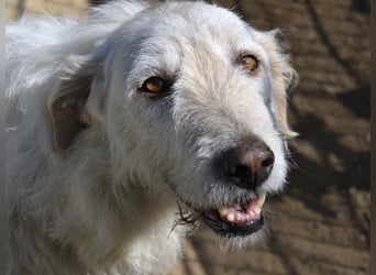 Falala  - eine tolle Hundemama sucht ihr Körbchen