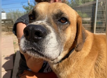 Jungle - ein Herz auf vier Pfoten sucht sein Zuhause