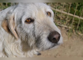 Falala  - eine tolle Hundemama sucht ihr Körbchen