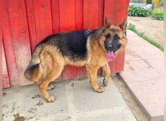 Acab - aufgeschlossener, arbeitswilliger Junghund sucht sein zu Hause