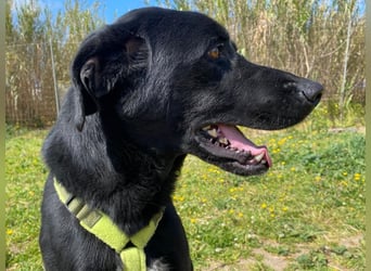 Furio - liebenswerter Rüde sucht seine Familie