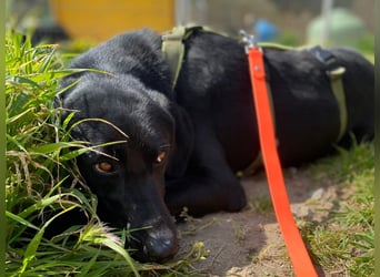 Furio - liebenswerter Rüde sucht seine Familie