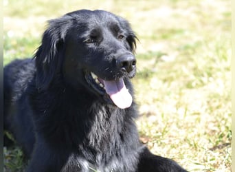 Romeo - Rassiger Retriever-Mischling sucht seine Familie