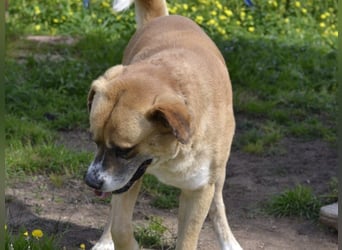 Jungle - ein Herz auf vier Pfoten sucht sein Zuhause