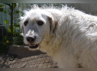 Falala  - eine tolle Hundemama sucht ihr Körbchen
