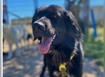 Romeo - Rassiger Retriever-Mischling sucht seine Familie