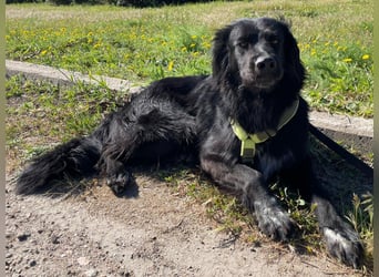 Romeo - Rassiger Retriever-Mischling sucht seine Familie