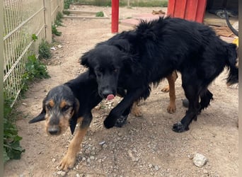 Romeo - Rassiger Retriever-Mischling sucht seine Familie