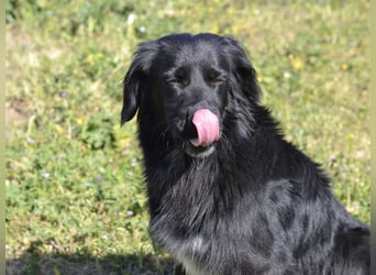 Romeo - Rassiger Retriever-Mischling sucht seine Familie