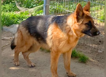 Acab - aufgeschlossener, arbeitswilliger Junghund sucht sein zu Hause