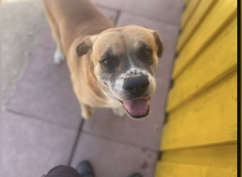 Jungle - ein Herz auf vier Pfoten sucht sein Zuhause