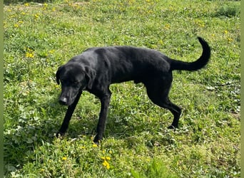 Furio - liebenswerter Rüde sucht seine Familie