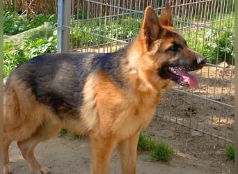 Acab - aufgeschlossener, arbeitswilliger Junghund sucht sein zu Hause