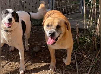 Jungle - ein Herz auf vier Pfoten sucht sein Zuhause