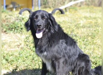 Romeo - Rassiger Retriever-Mischling sucht seine Familie