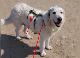Falala  - eine tolle Hundemama sucht ihr Körbchen