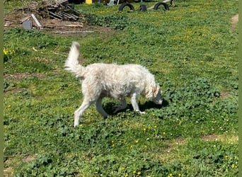 Falala  - eine tolle Hundemama sucht ihr Körbchen