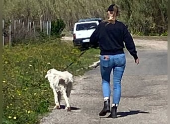 Falala  - eine tolle Hundemama sucht ihr Körbchen