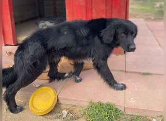 Romeo - Rassiger Retriever-Mischling sucht seine Familie