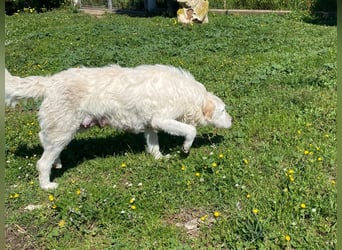 Falala  - eine tolle Hundemama sucht ihr Körbchen