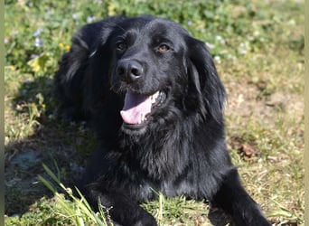 Romeo - Rassiger Retriever-Mischling sucht seine Familie