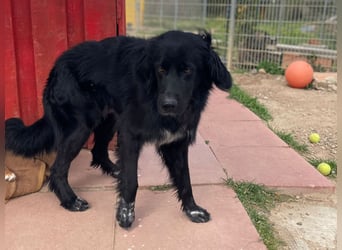 Romeo - Rassiger Retriever-Mischling sucht seine Familie