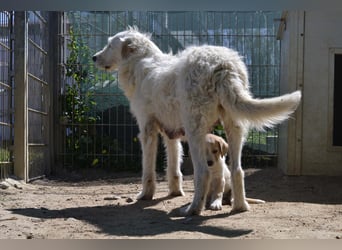 Falala  - eine tolle Hundemama sucht ihr Körbchen