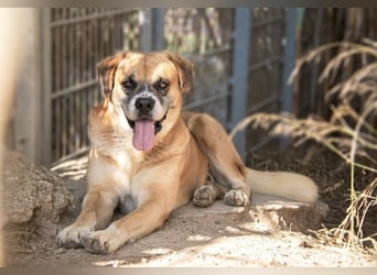 Jungle - ein Herz auf vier Pfoten sucht sein Zuhause