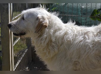 Falala  - eine tolle Hundemama sucht ihr Körbchen