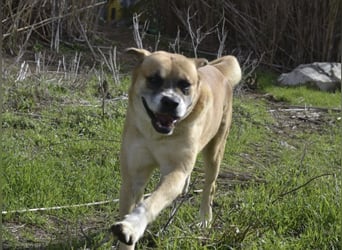 Jungle - ein Herz auf vier Pfoten sucht sein Zuhause