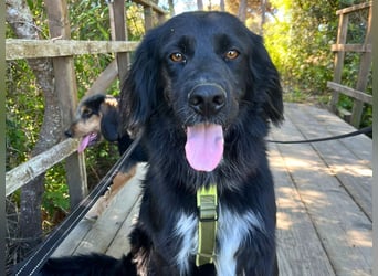 Romeo - Rassiger Retriever-Mischling sucht seine Familie