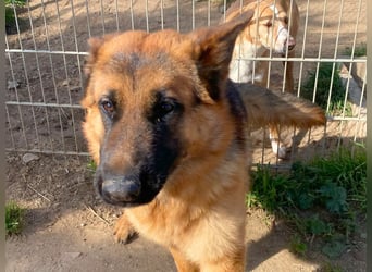 Acab - aufgeschlossener, arbeitswilliger Junghund sucht sein zu Hause