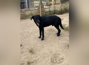 Furio - liebenswerter Rüde sucht seine Familie