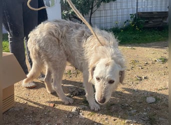 Falala  - eine tolle Hundemama sucht ihr Körbchen