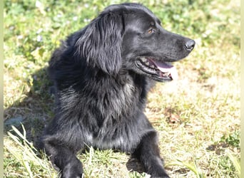 Romeo - Rassiger Retriever-Mischling sucht seine Familie