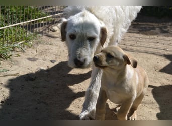 Falala  - eine tolle Hundemama sucht ihr Körbchen