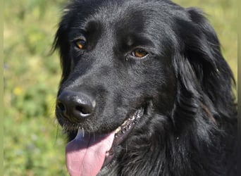 Romeo - Rassiger Retriever-Mischling sucht seine Familie