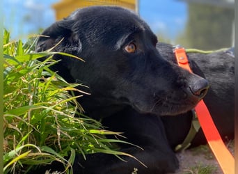 Furio - liebenswerter Rüde sucht seine Familie