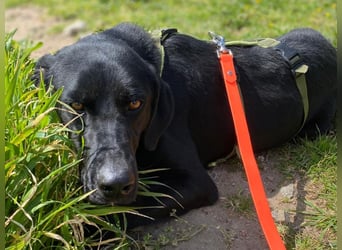 Furio - liebenswerter Rüde sucht seine Familie