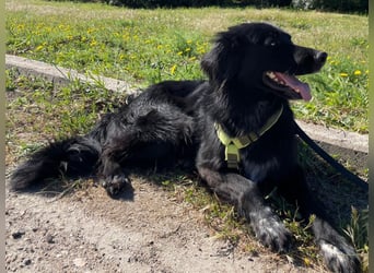 Romeo - Rassiger Retriever-Mischling sucht seine Familie