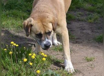 Jungle - ein Herz auf vier Pfoten sucht sein Zuhause