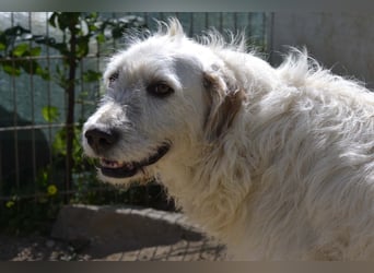 Falala  - eine tolle Hundemama sucht ihr Körbchen