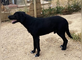 Furio - liebenswerter Rüde sucht seine Familie