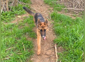 Acab - aufgeschlossener, arbeitswilliger Junghund sucht sein zu Hause