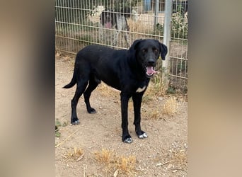 Furio - liebenswerter Rüde sucht seine Familie
