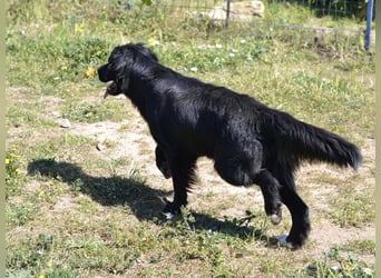 Romeo - Rassiger Retriever-Mischling sucht seine Familie